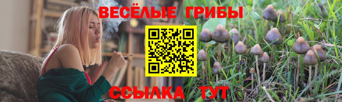 Александров  Псилоцибиновые грибы мицелий  Вход с VPN  Галлюциногенные грибы Cubensis 